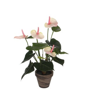 Anthurium l. pink in pot Stan grey d11,5cm - 11.75x15.75"