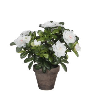 Azalea white in pot Stan grey d11,5cm - 8x10.75"