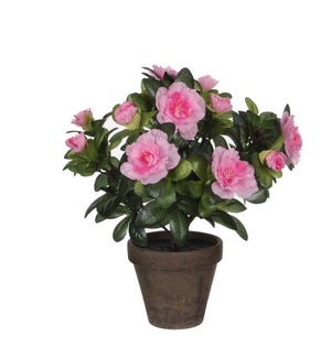 Azalea pink in pot Stan grey d11,5cm - 8x10.75"