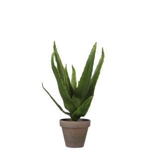 Aloe vera green in pot Stan grey d9cm - 6.25x11.75"