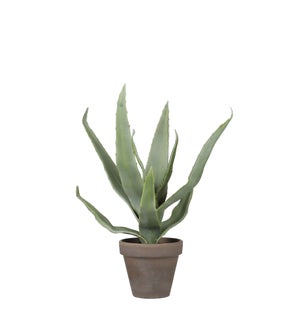 Aloe vera grey in pot Stan grey d9cm - 6.25x11.75"
