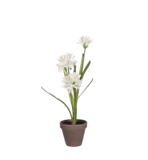 Agapanthus white in pot Stan grey d11,5cm - 8x17.75"