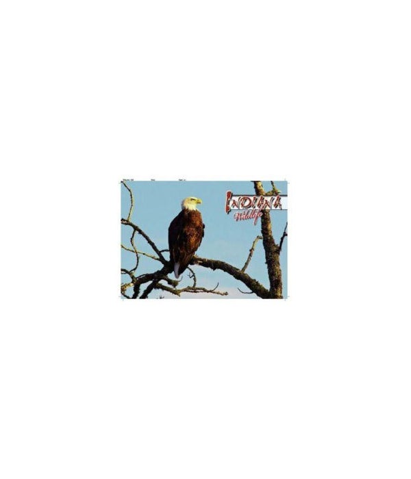 IN Bald Eagle Post card