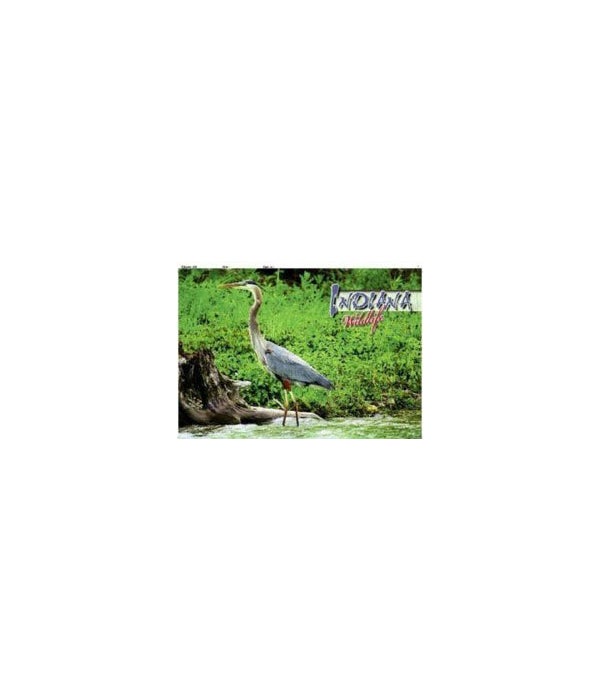IN Blue heron Post card