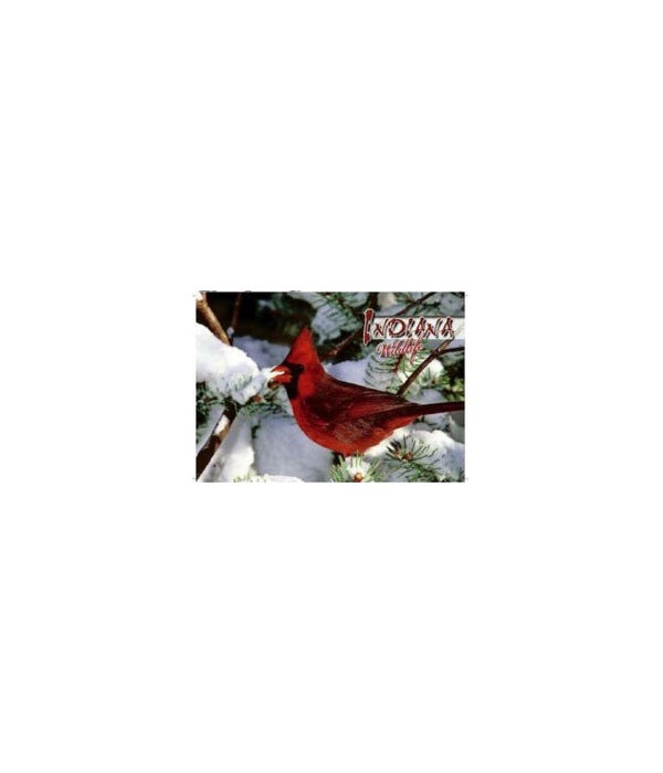 IN Snow Cardinal Post card