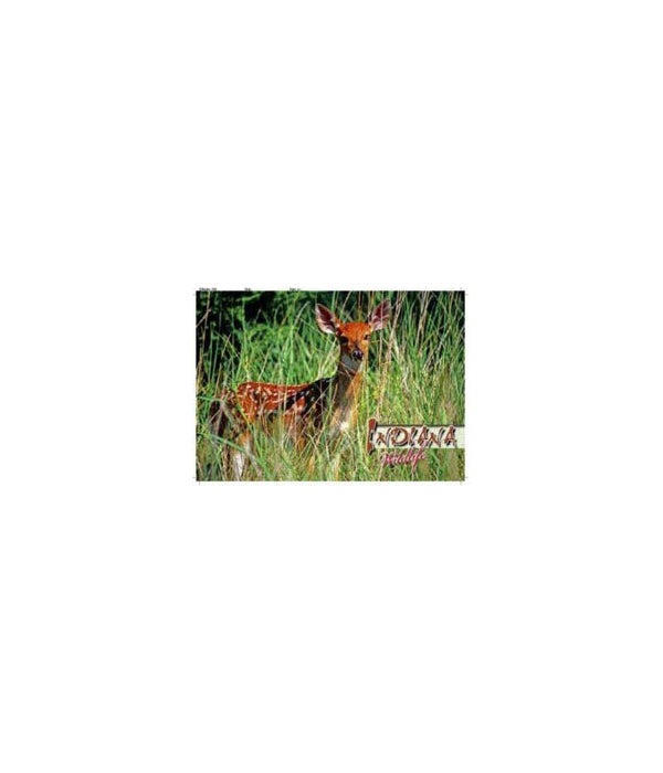 IN White tail deer Post card