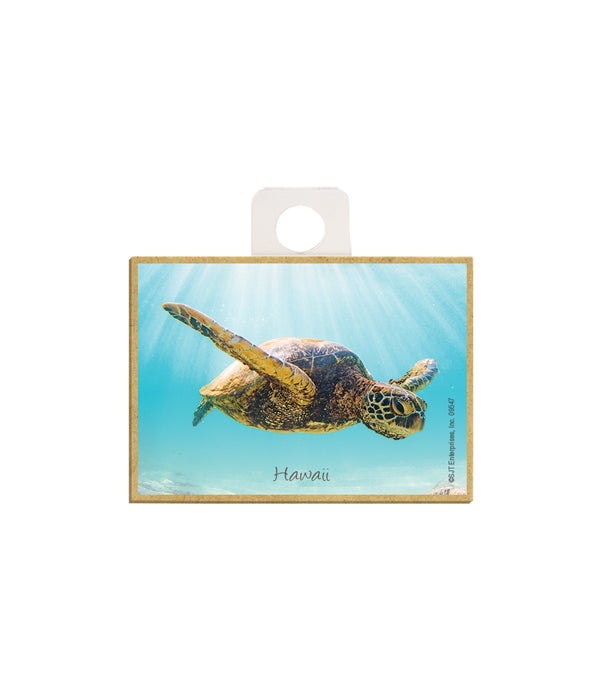 close-up of sea turtle swimming  2.5 x 3.5 wooden magnet
