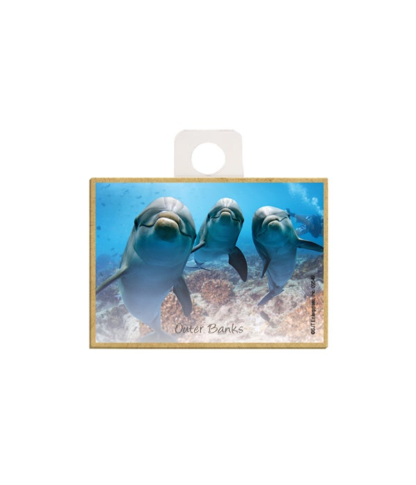 dolphins (3) curious and smiling  2.5 x 3.5 wooden magnet