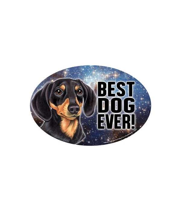Dachshund (black & tan) (Best Dog Ever!)