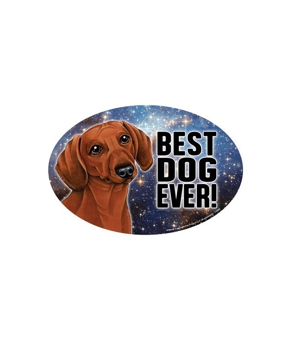 Dachshund (reddish coloring) (Best Dog E