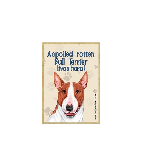 A spoiled rotten Bull Terrier (Brown and