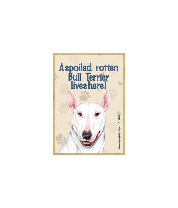 A spoiled rotten Bull Terrier (White) li
