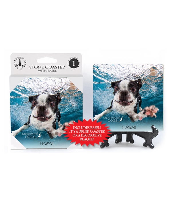 Boston Terrier swimming-1 pack stone coaster
