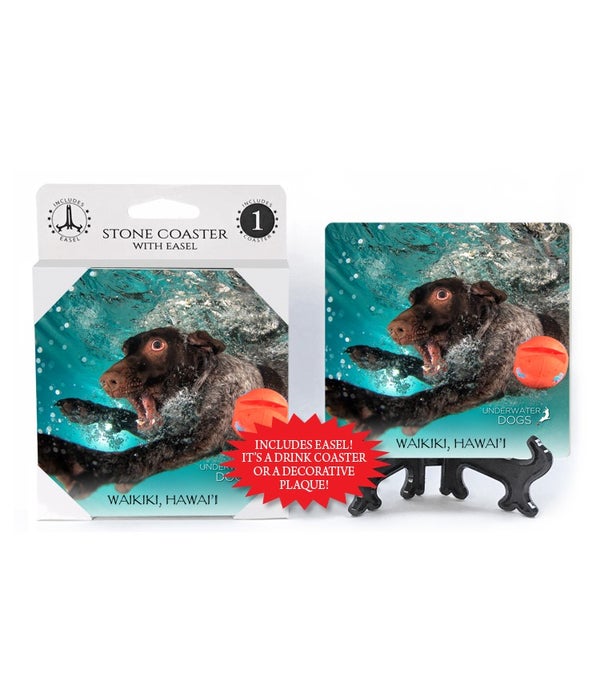 German Shorthaired Pointer swimming by orange ball-1 pack stone coaster
