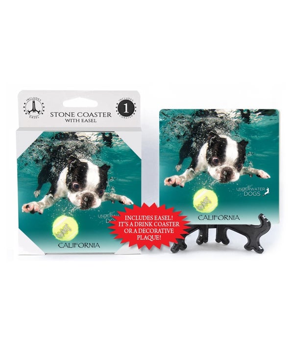 Boston Terrier diving for tennis ball, mouth closed-1 pack stone coaster