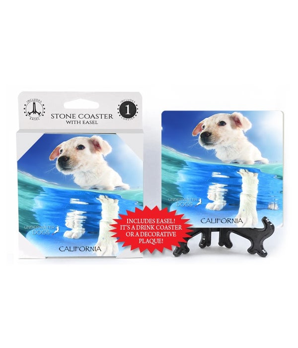 Cattle Dog Mix puppy, face above water, photo taken from under water-1 pack stone coaster