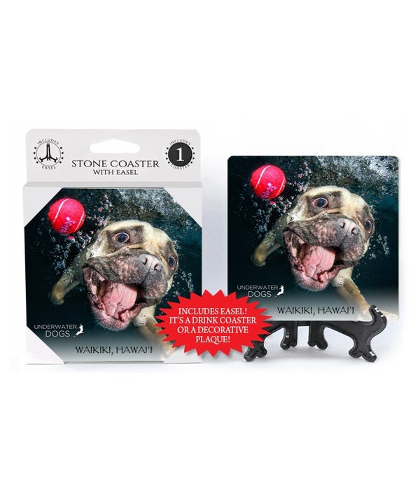 French Bulldog, swimming, mouth open, red ball beside face-1 pack stone coaster