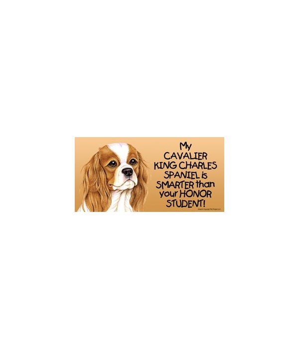My Cavalier King Charles Spaniel is smarter than your honor student!- 4x8 Car Magnet