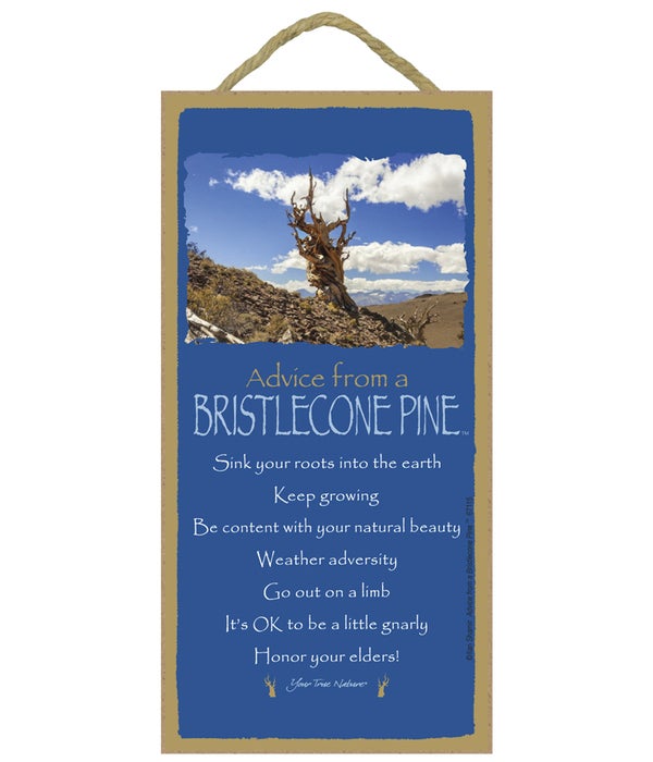 Advice from a Bristlecone Pine 5x10