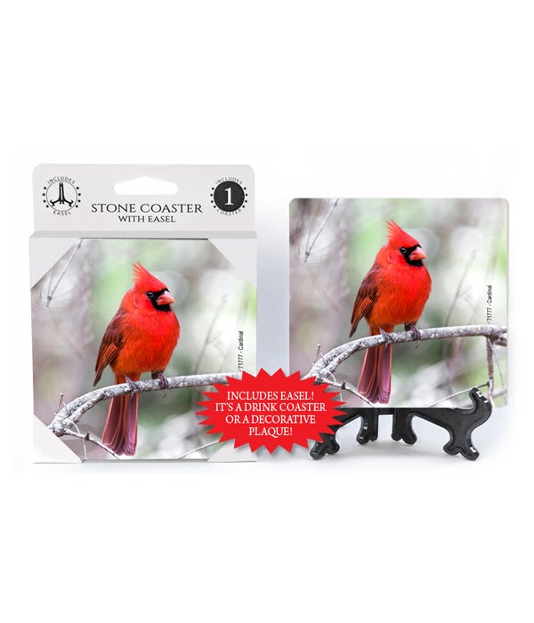 Cardinal-alone on branch -1 pack stone coaster