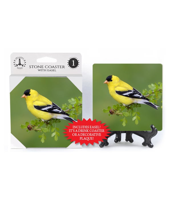 Goldfinch -1 pack stone coaster