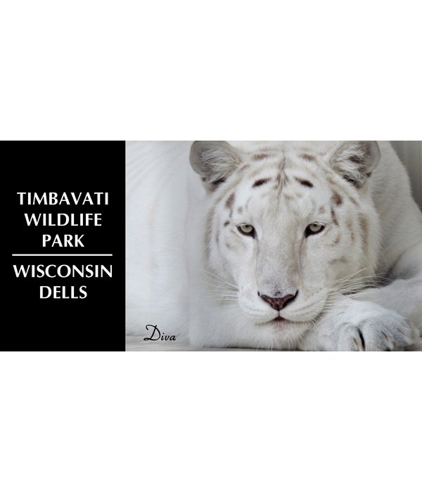 Timbavati Wildlife Park - Diva 4x8 Magnet