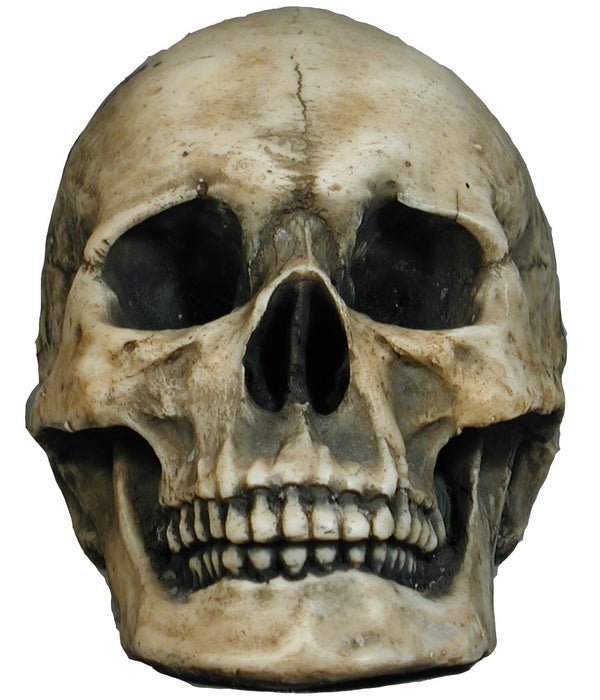 8" De Mortuis (Actual size skull) 8PC