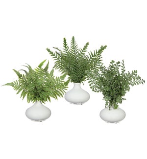 Ferns in Ceramic Vases - Set/3