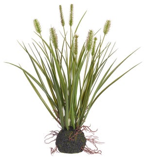 Cattail Grass in a Root Ball