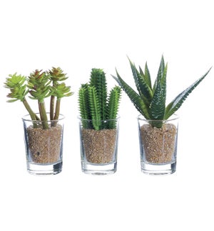 Cactus in Glass - Set/3