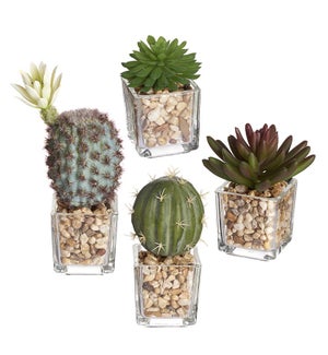 Potted Cactus Succulent - Set/4