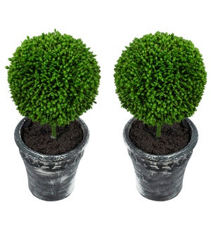 Boxwood Topiary - Set/2