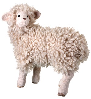 Wooly Lamb 