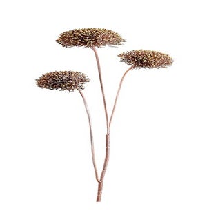 Allium Spray