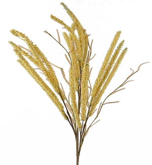 Setaria Spray