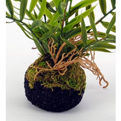 Patio Fern with Ball Root