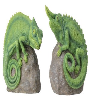 Chameleon on Stone