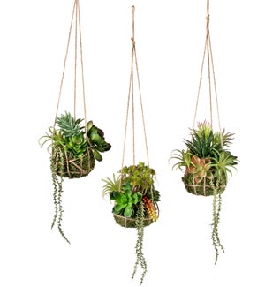 Hanging Succulent Root Ball