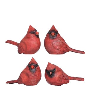 Small Cardinal Bird