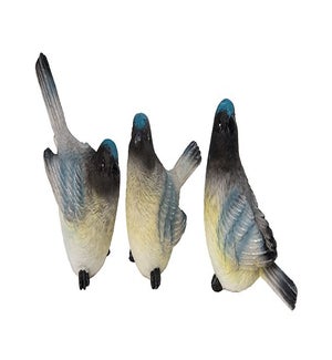 Blue Head Bird 