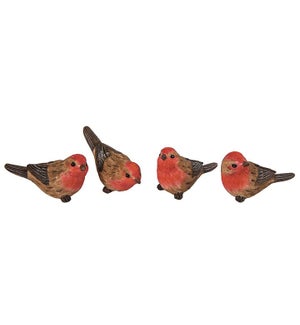 Small Red Crest Bird 
