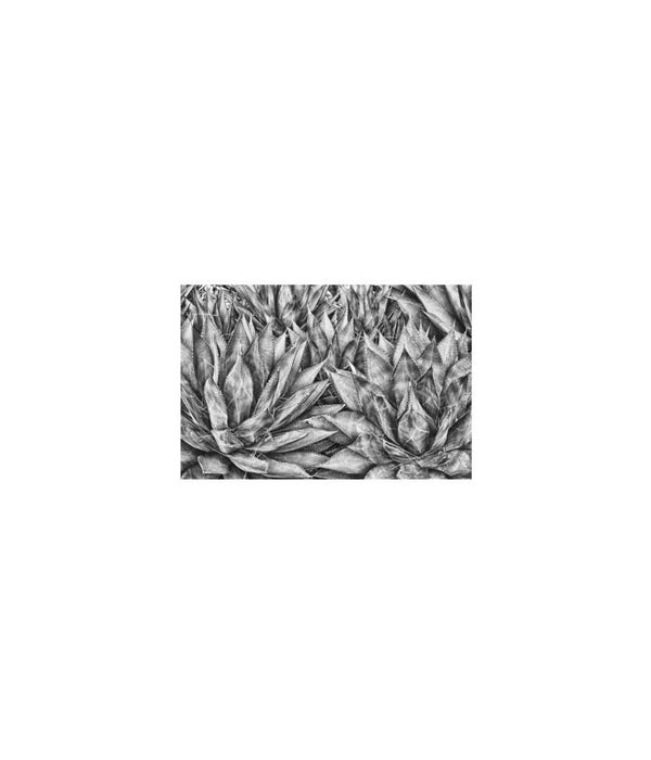 60x40 Agaves, Glass Framed