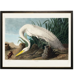 White pelican with red lizard