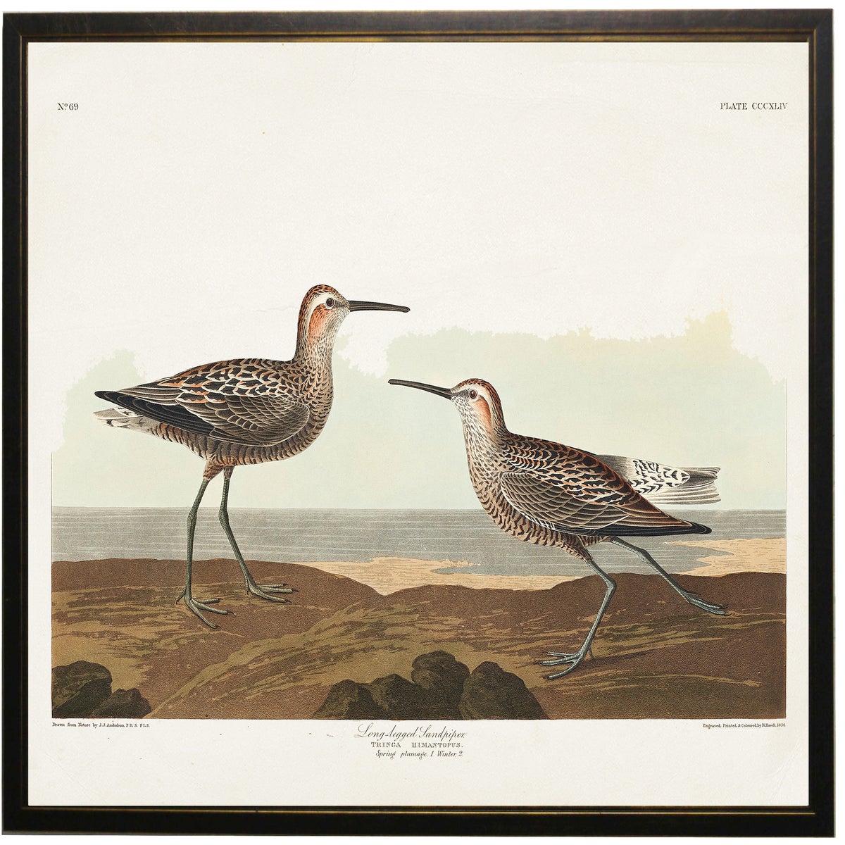 Long Legged Sandpiper bookplate - waterbirds | Antique Curiosities Inc