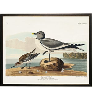 Fork-tailed Gull bookplate