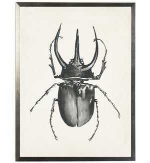 Watercolor black bug