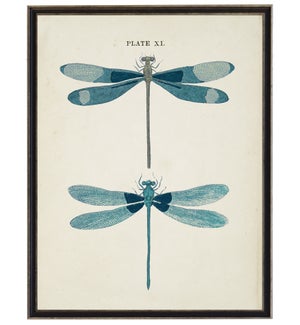Blue dragonflies bookplate