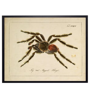 Vintage spider bookplate