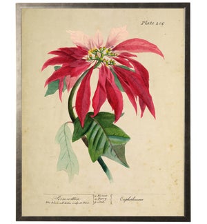 Poinsettia on aged background