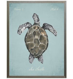 Sea turtle on spa background